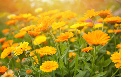 Calendula and Yuzu Collagen Rich Body Oil