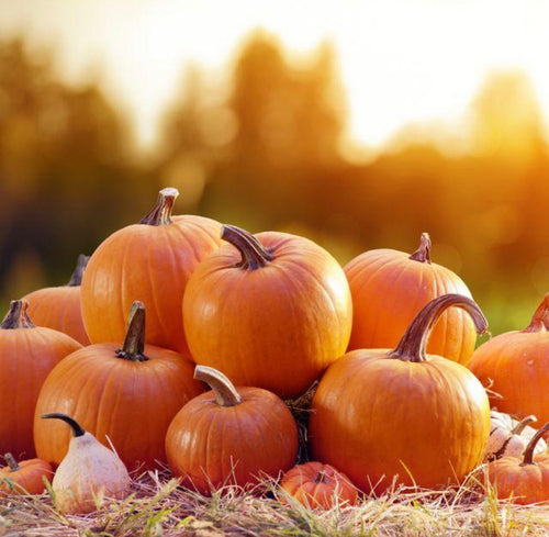 Pumpkin Spice Foaming Exfoliate  (seasonal)